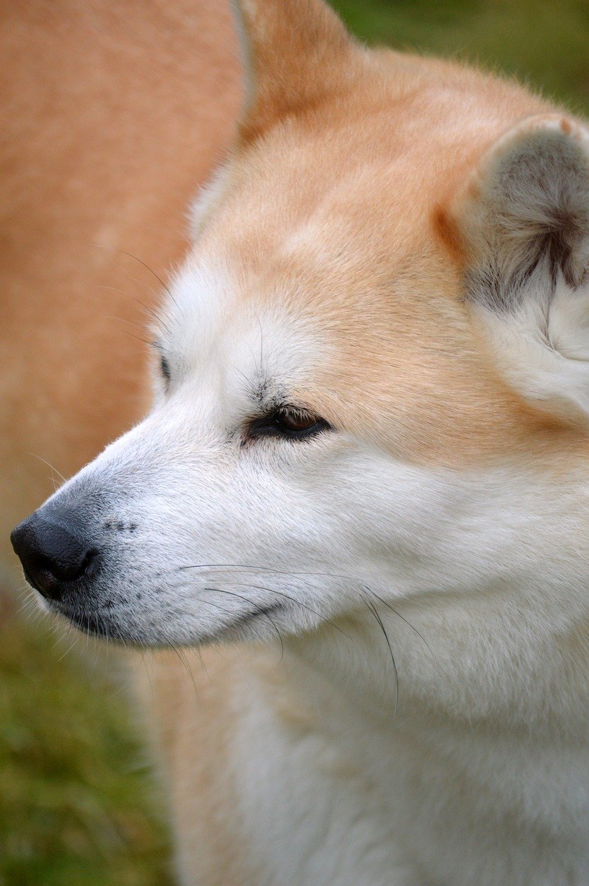 dog, akita inu, dog breed, four-legged, companion, domestic animal, animal, mammal, fur, domestic dog, animal world, wildlife, friend, akita, purebred dog, thoroughbred, friendship, portrait-10149941.jpg